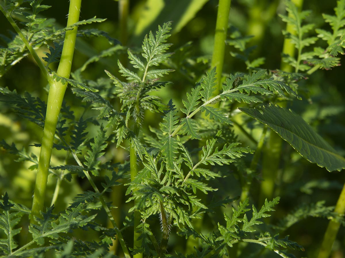 Phacelia tanacetifolia